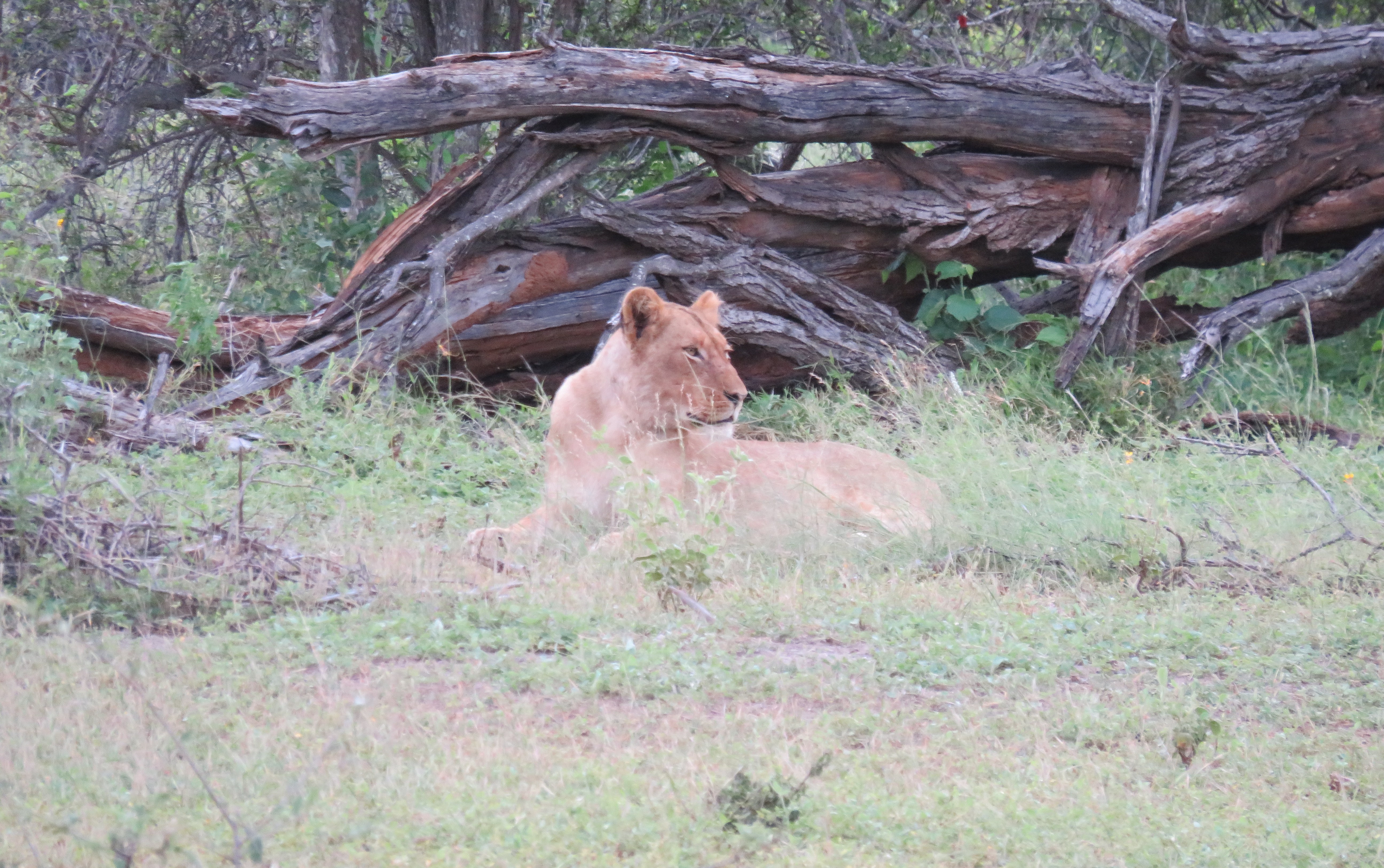 https://alumni.jwu.edu/image/alumniabroad_lion2.jpg